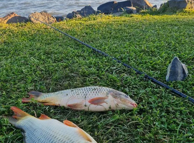 Leda Vendeghaz バラトンフェニヴェシュ