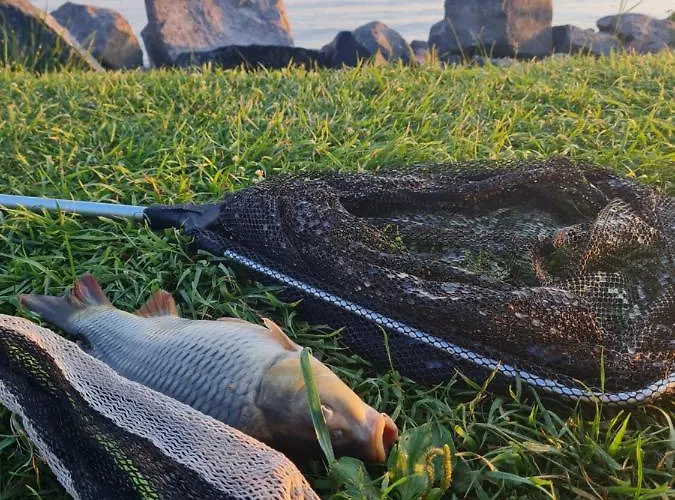 Leda Vendeghaz バラトンフェニヴェシュ